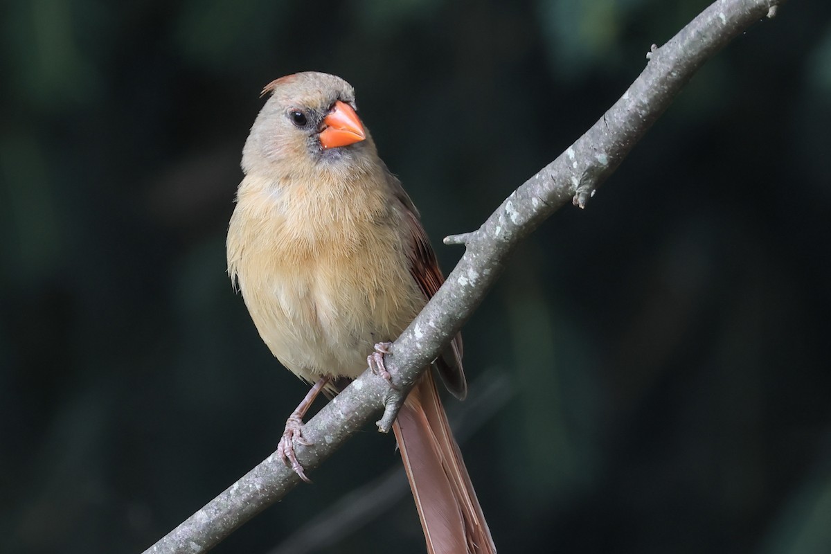 Cardinal rouge - ML620810570