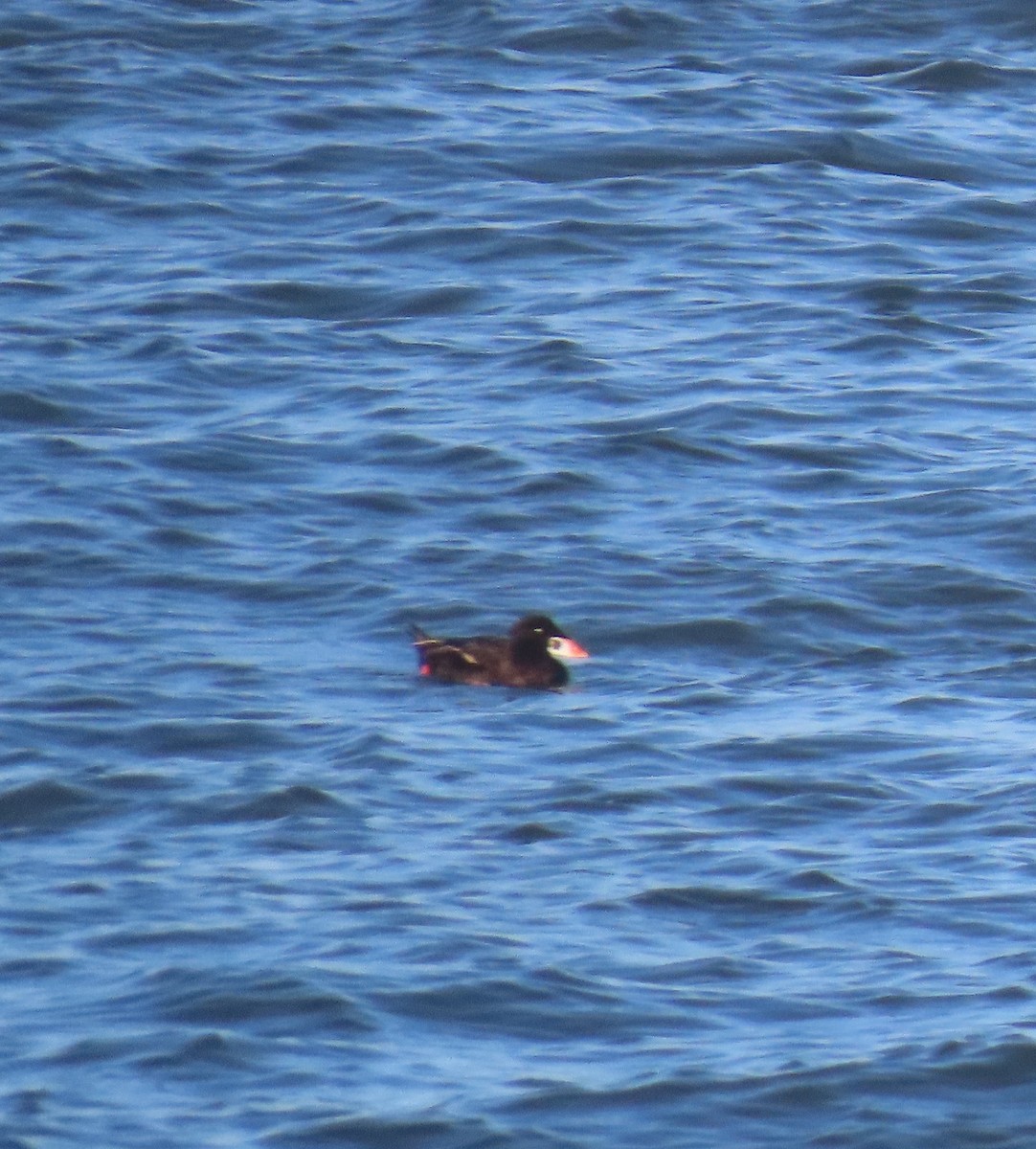 Surf Scoter - ML620810577