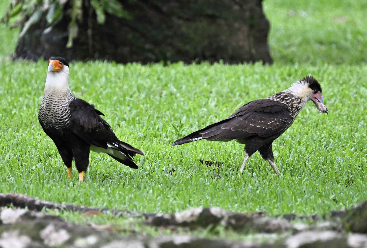 Crested Caracara - ML620810579