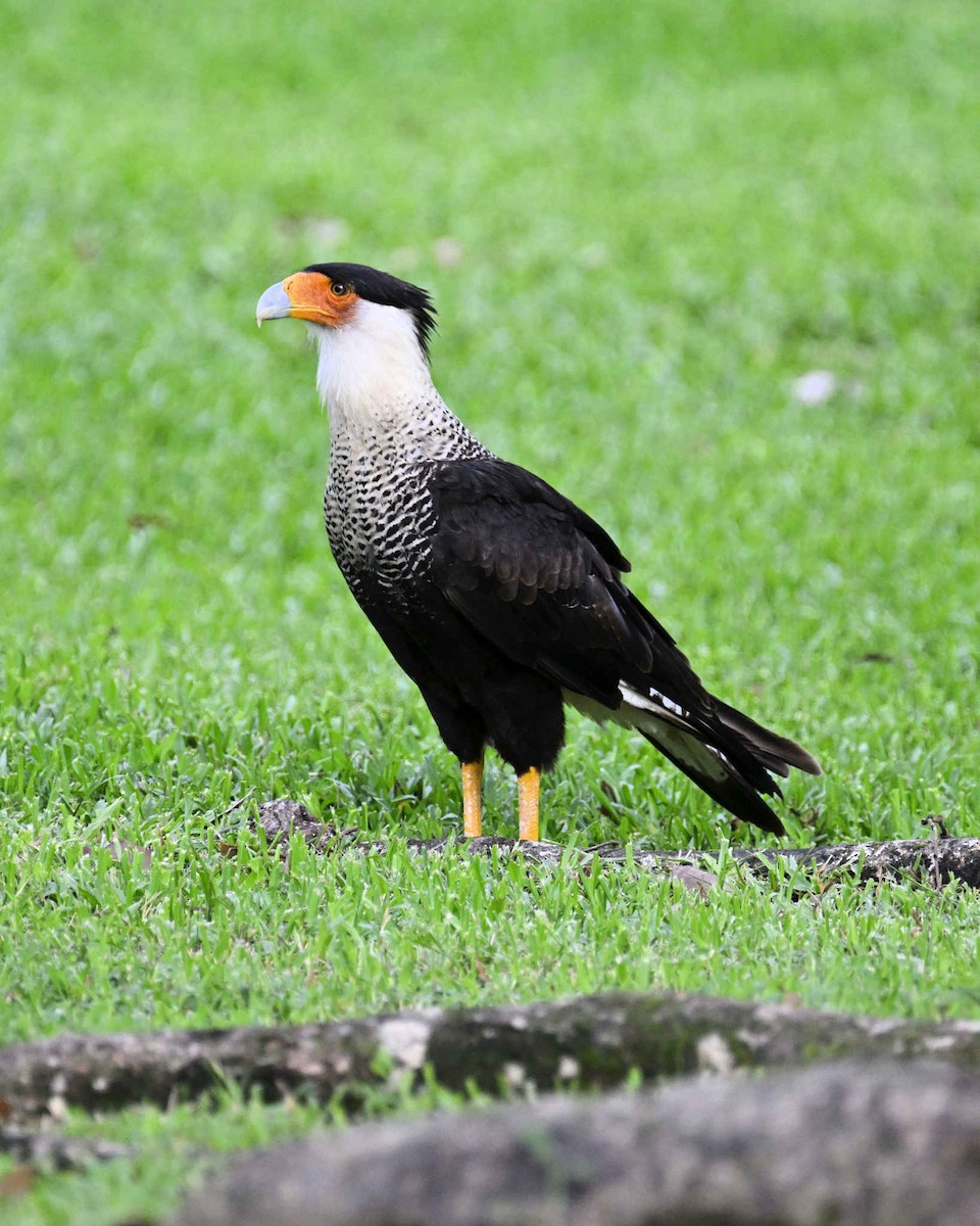 Crested Caracara - ML620810580