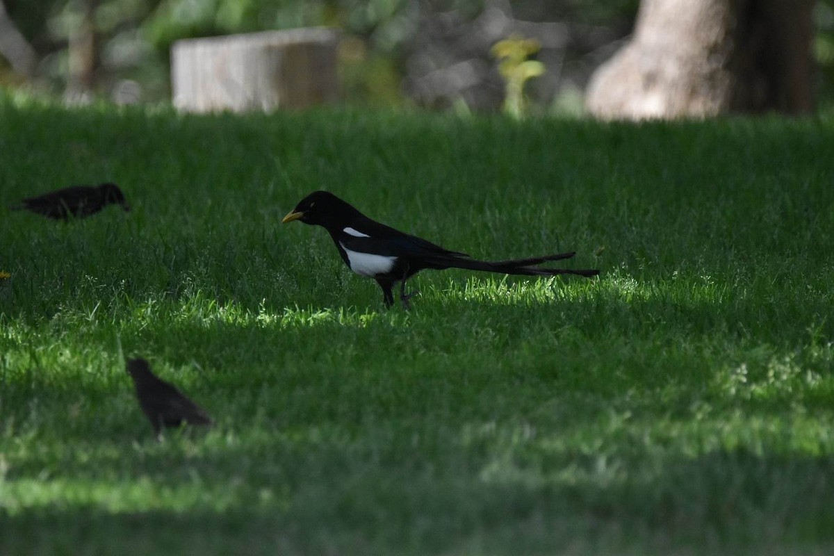 Yellow-billed Magpie - ML620810582