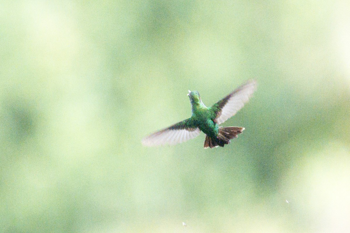 kolibřík subtropický - ML620810583
