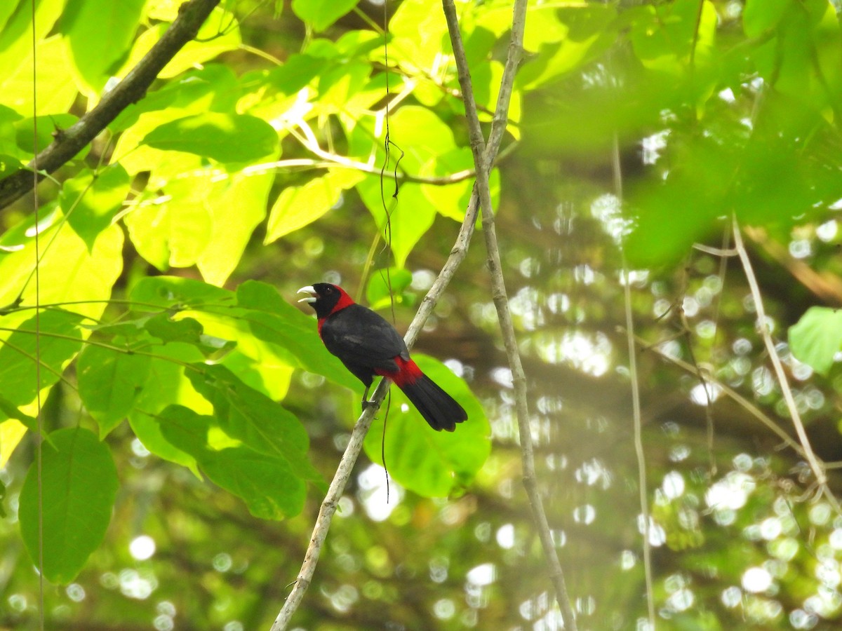 Crimson-collared Tanager - ML620810587