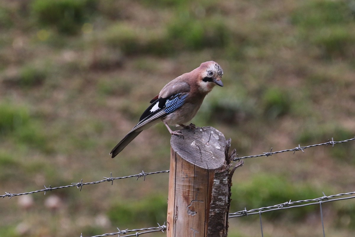 Eurasian Jay - ML620810589