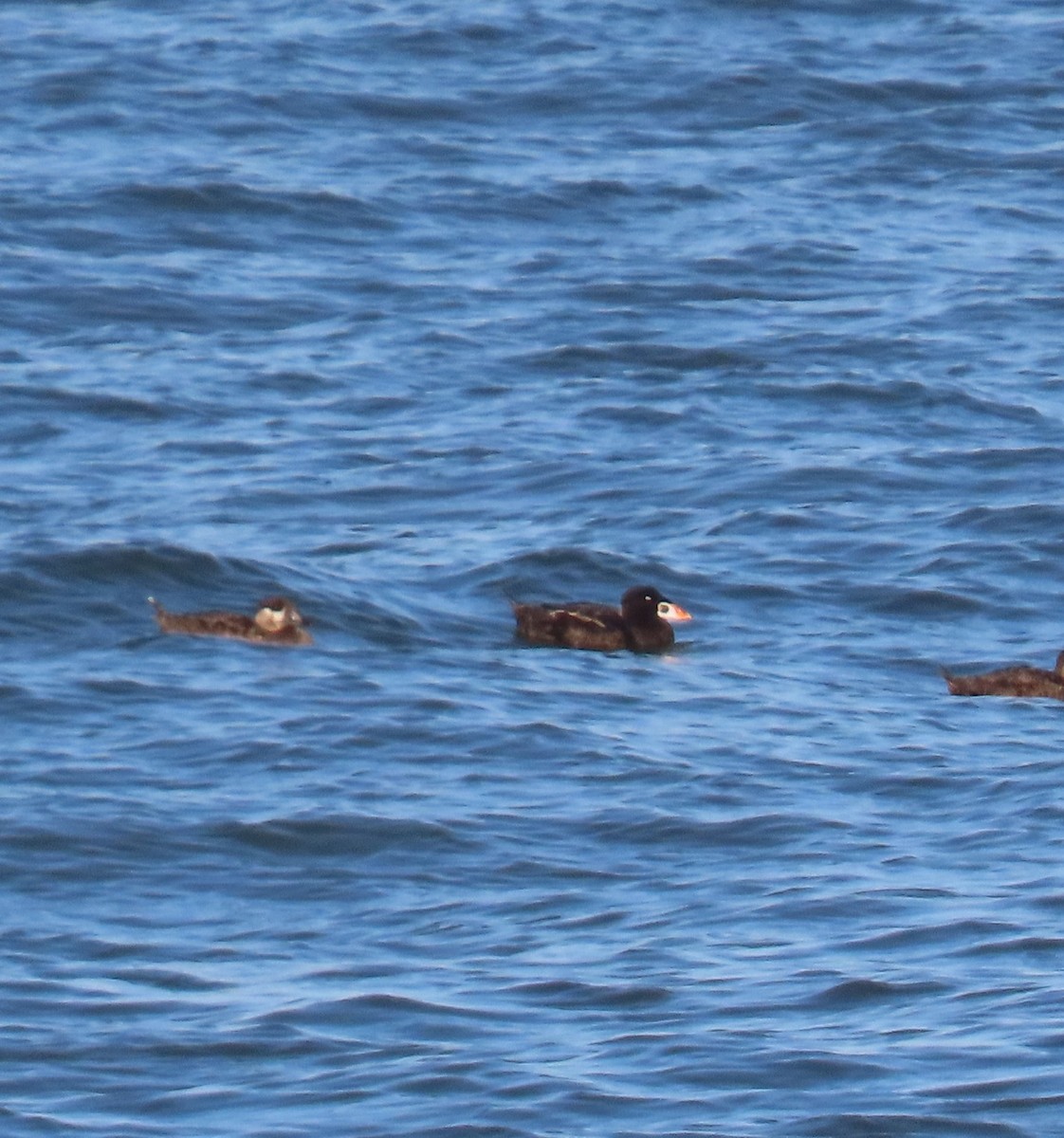 Surf Scoter - Nelson Yoder