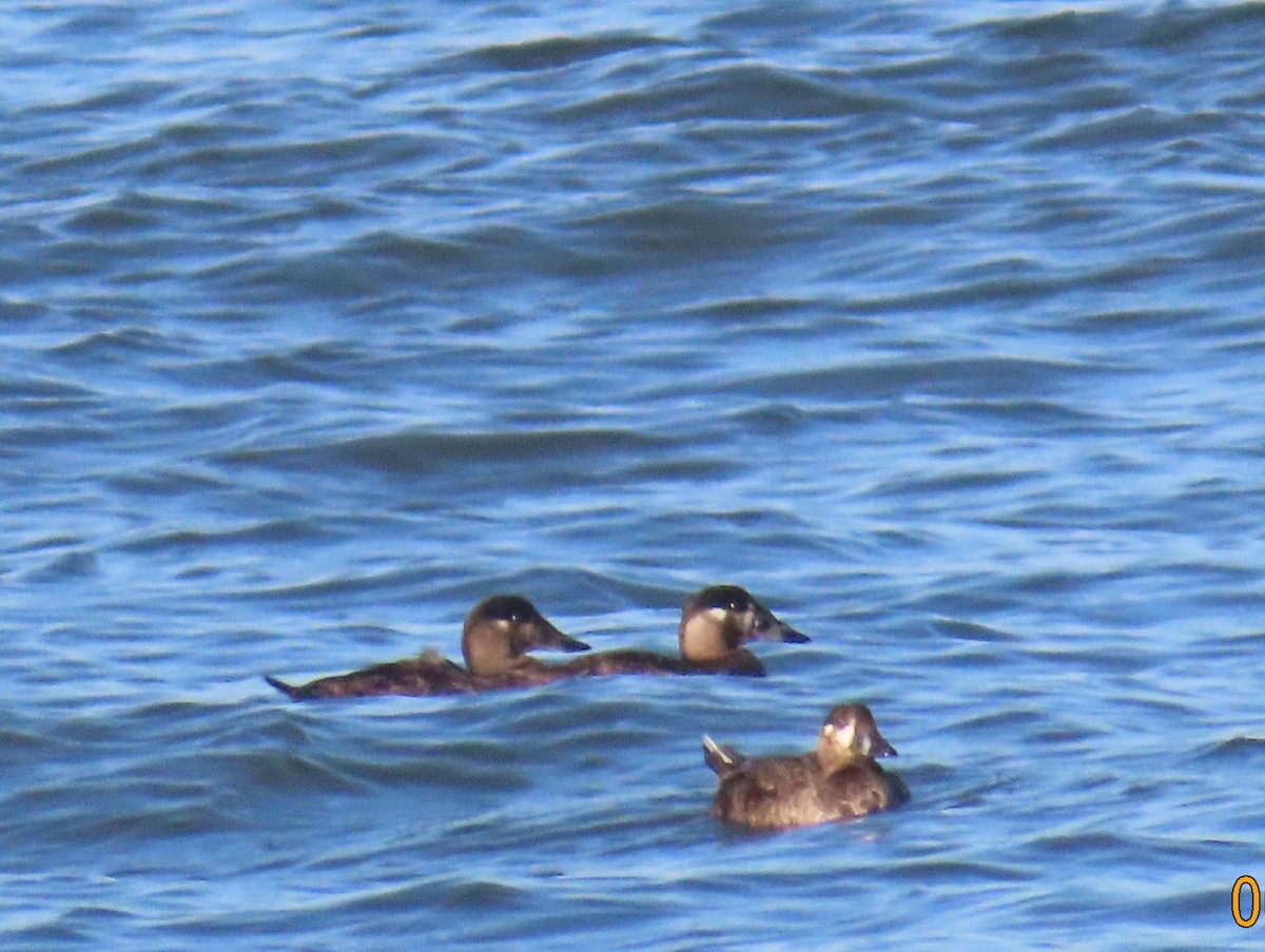 Surf Scoter - ML620810591