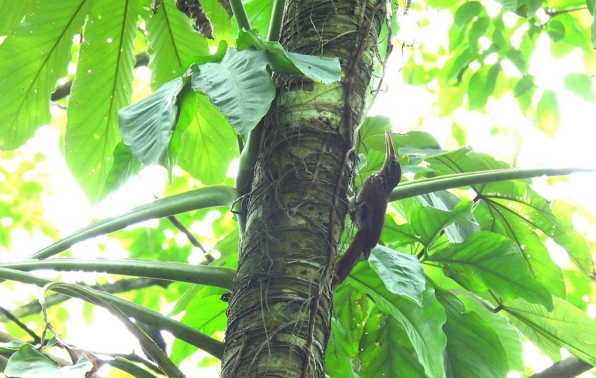 Ivory-billed Woodcreeper - Manuel Graniel