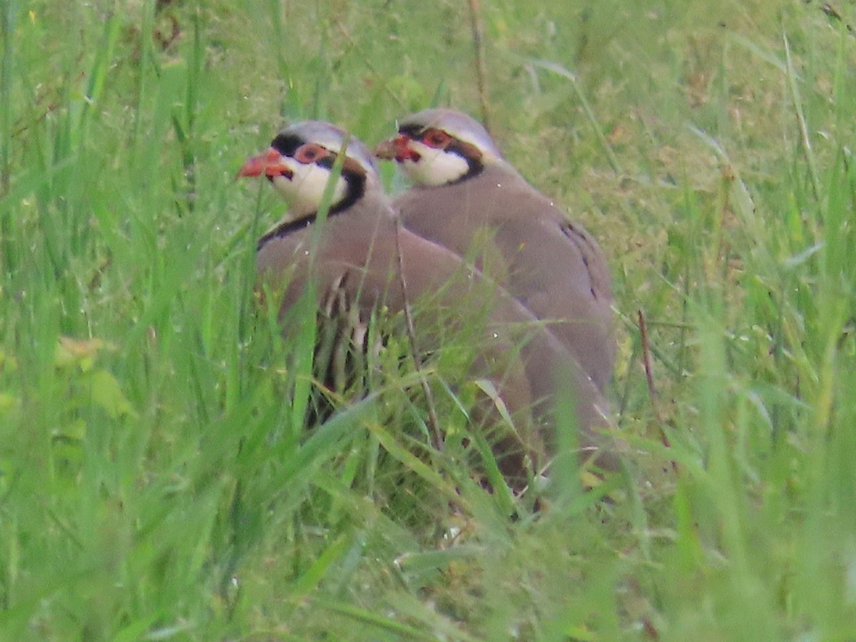 Chukar - ML620810594