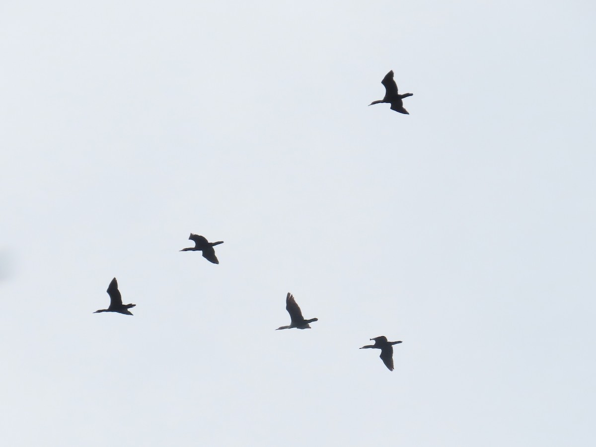 Double-crested Cormorant - ML620810602