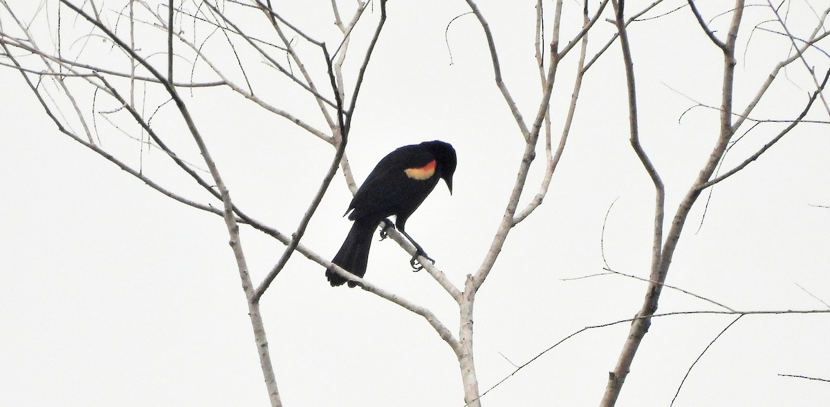 Red-winged Blackbird - ML620810607