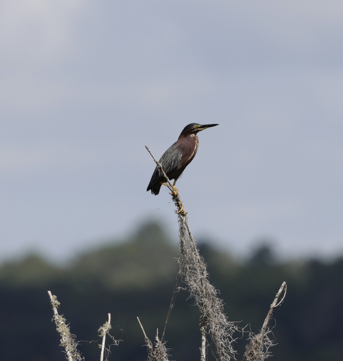 Green Heron - ML620810615