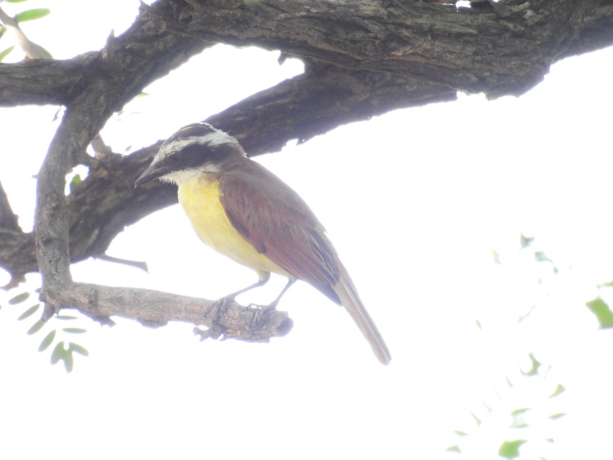 Great Kiskadee - ML620810624