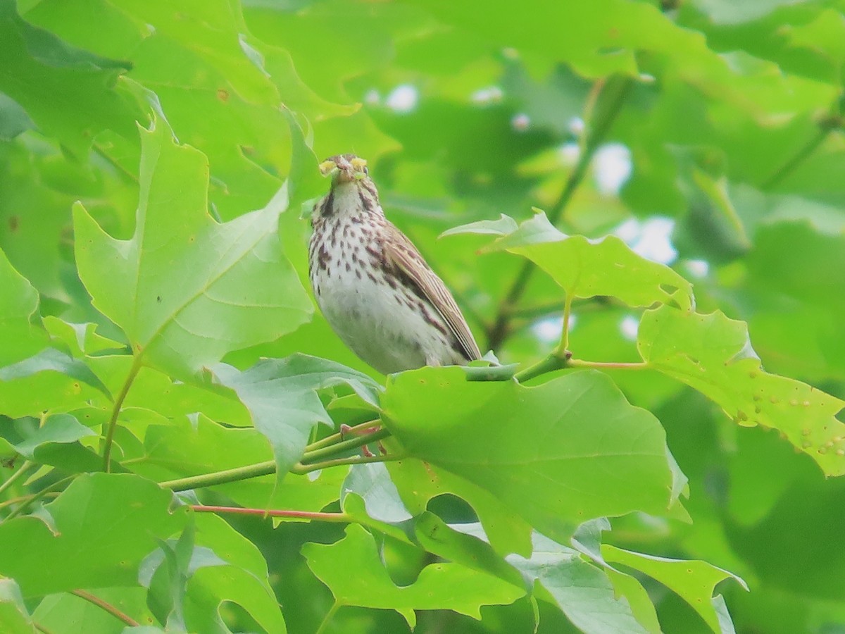 Savannah Sparrow - ML620810628