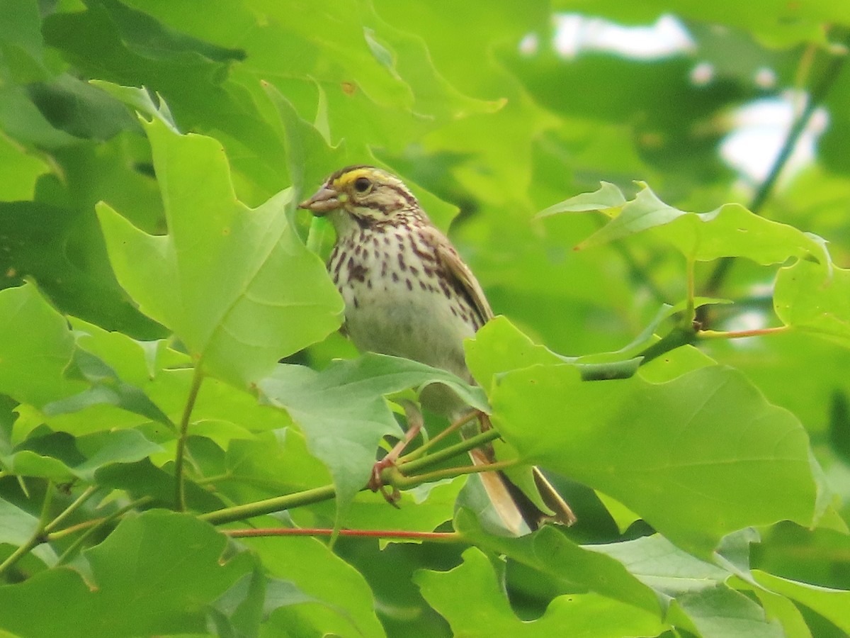 Savannah Sparrow - ML620810629