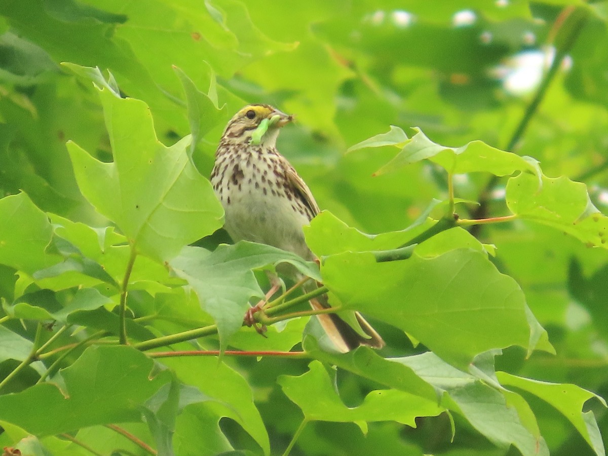 Savannah Sparrow - ML620810631