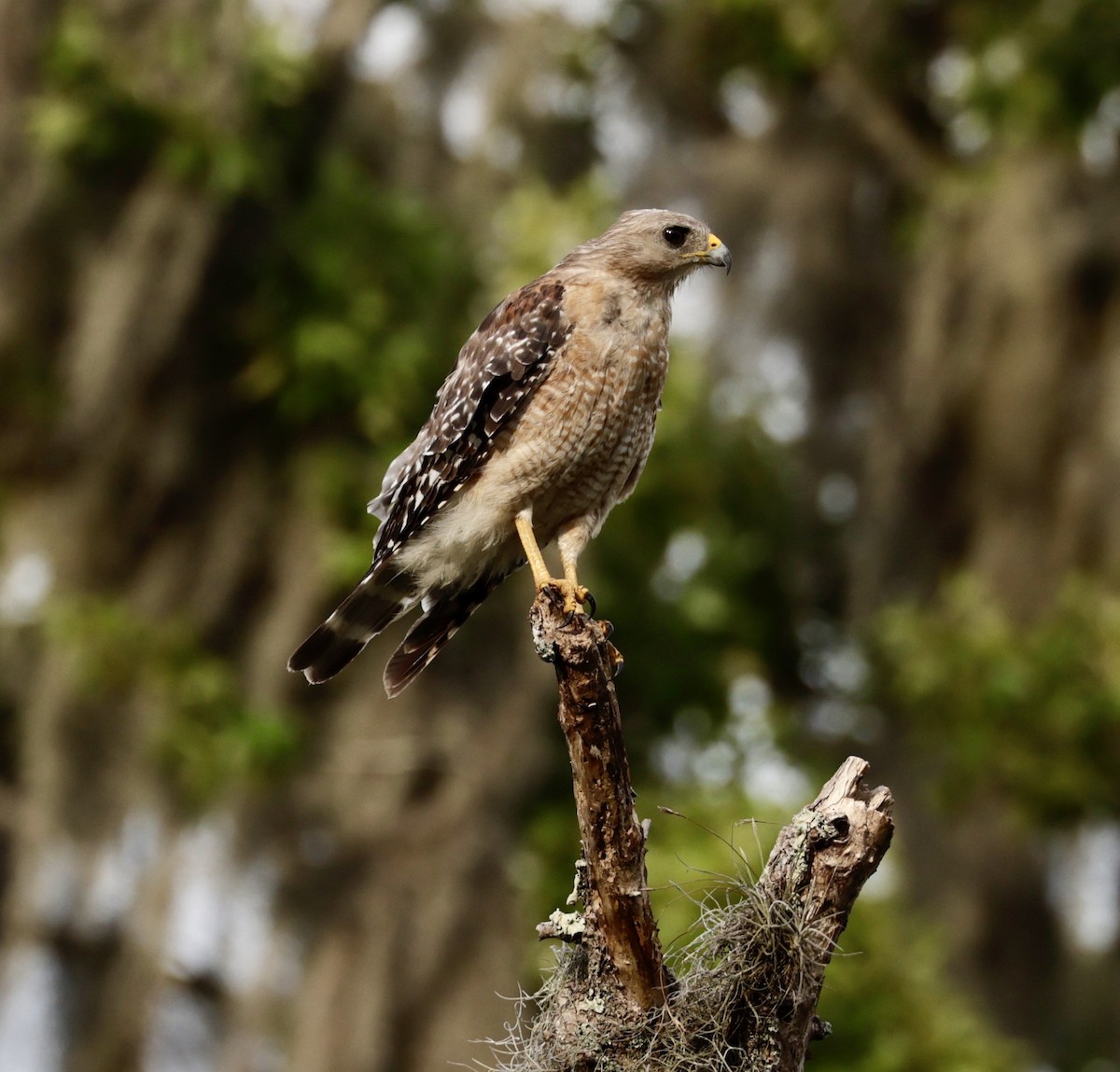 Red-shouldered Hawk - ML620810633