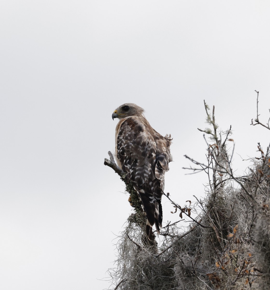 Red-shouldered Hawk - ML620810634