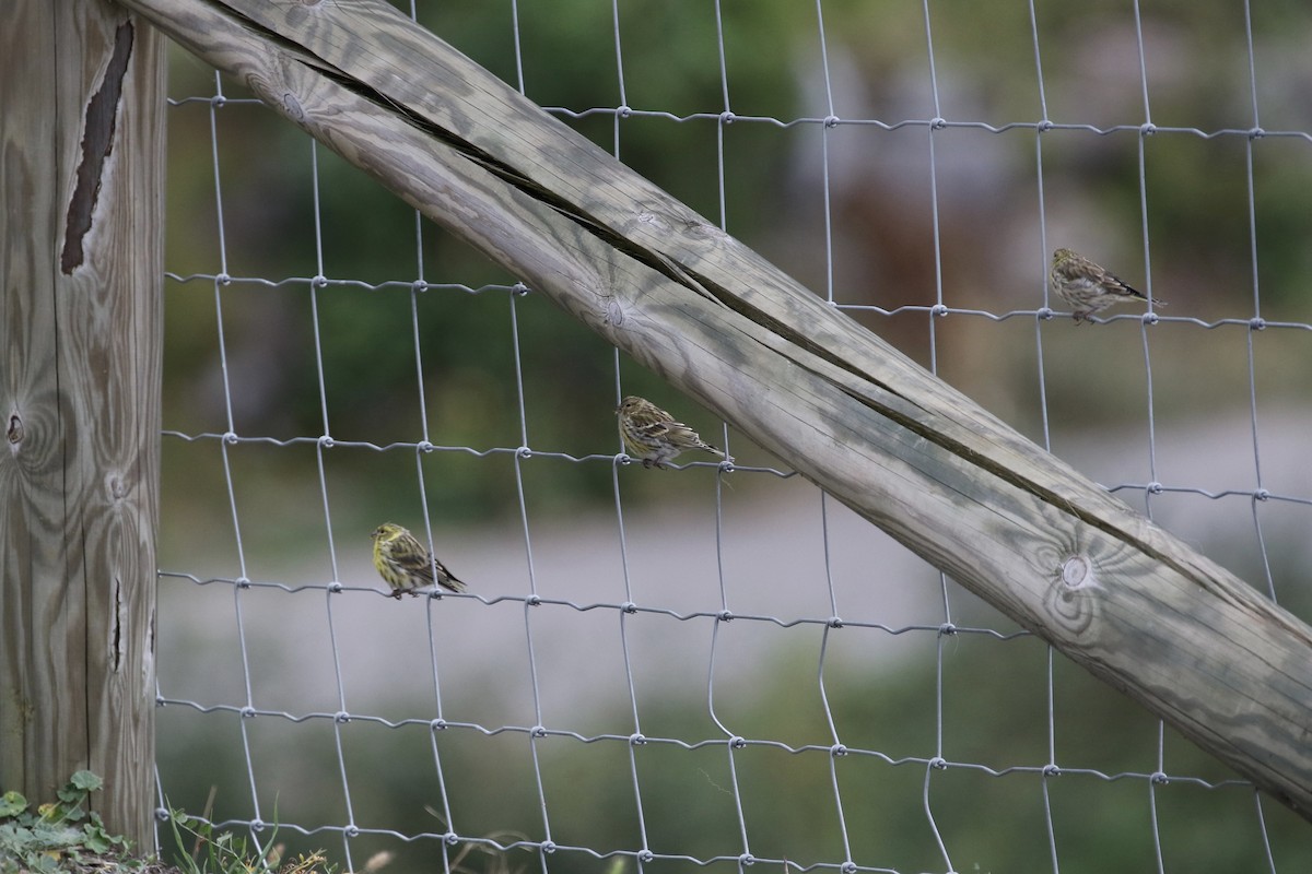 European Serin - Sabrina Hepburn