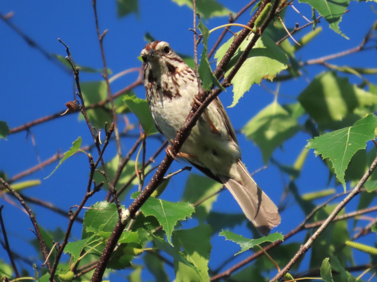 Song Sparrow - ML620810636