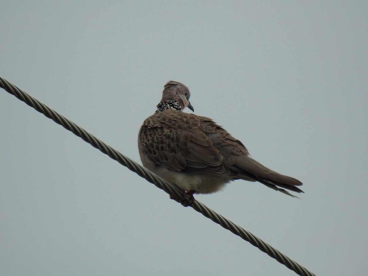 Spotted Dove - ML620810640