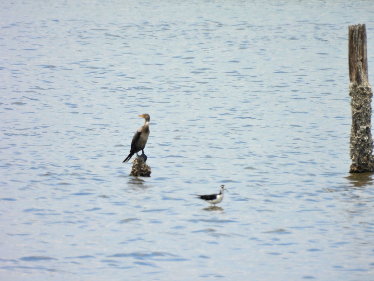 Double-crested Cormorant - ML620810641