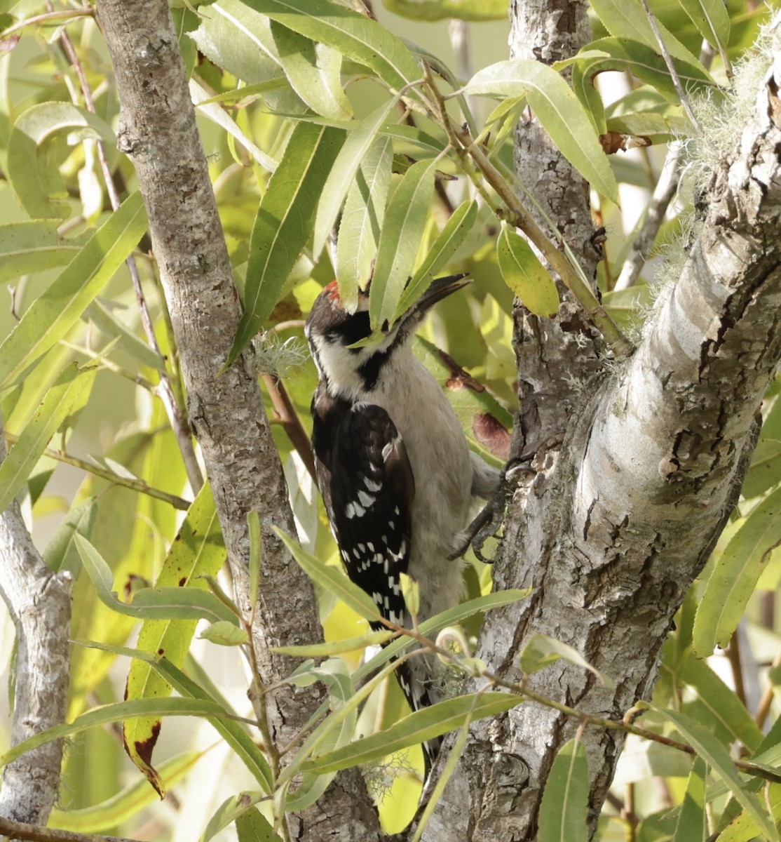Downy Woodpecker - ML620810642