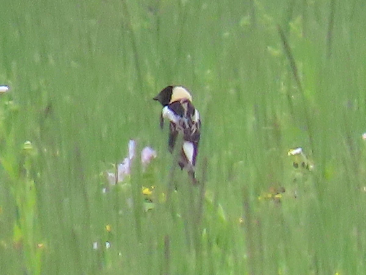 Bobolink - ML620810644