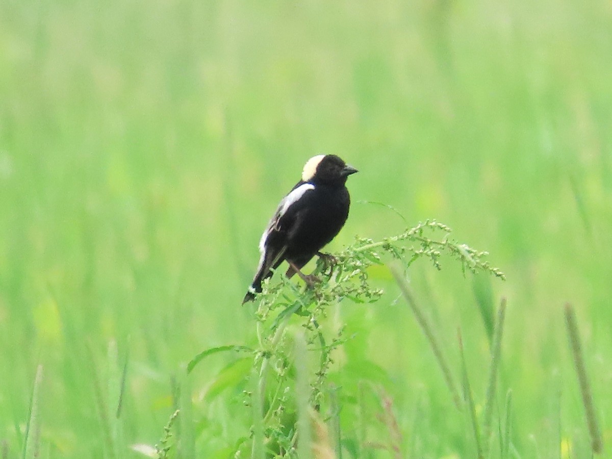 Bobolink - ML620810646