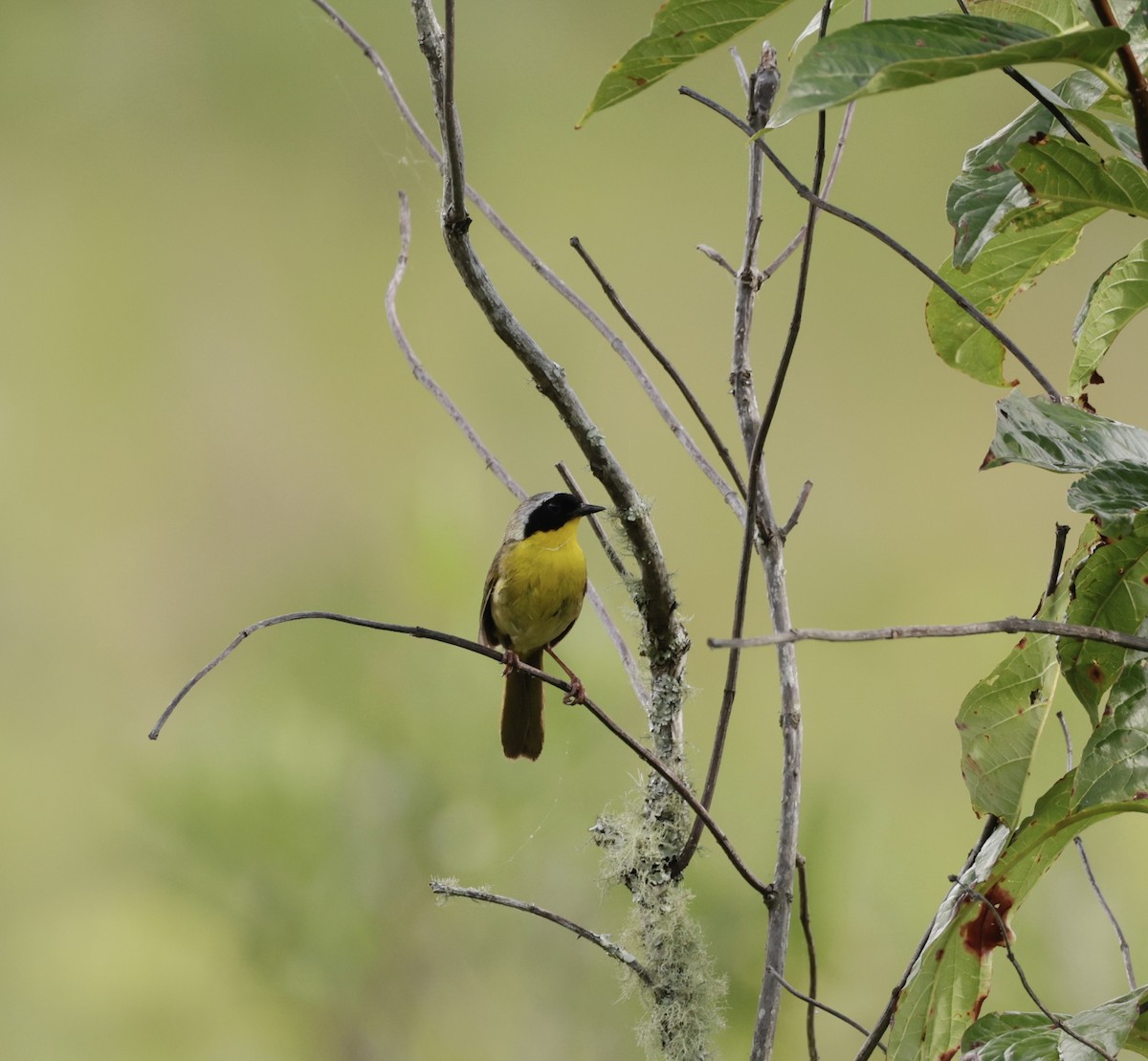 Common Yellowthroat - ML620810651