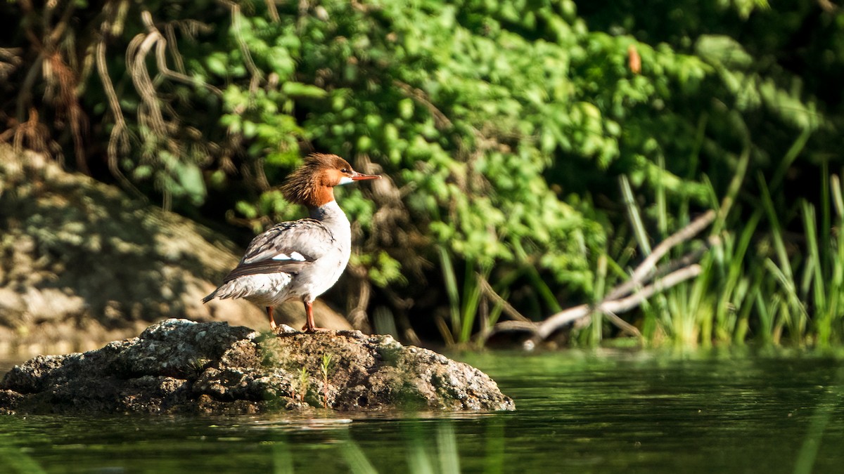 Gänsesäger - ML620810653