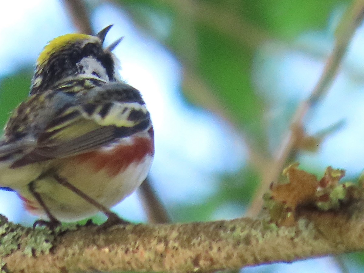 Chestnut-sided Warbler - ML620810657