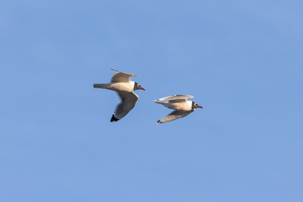 Franklin's Gull - ML620810660