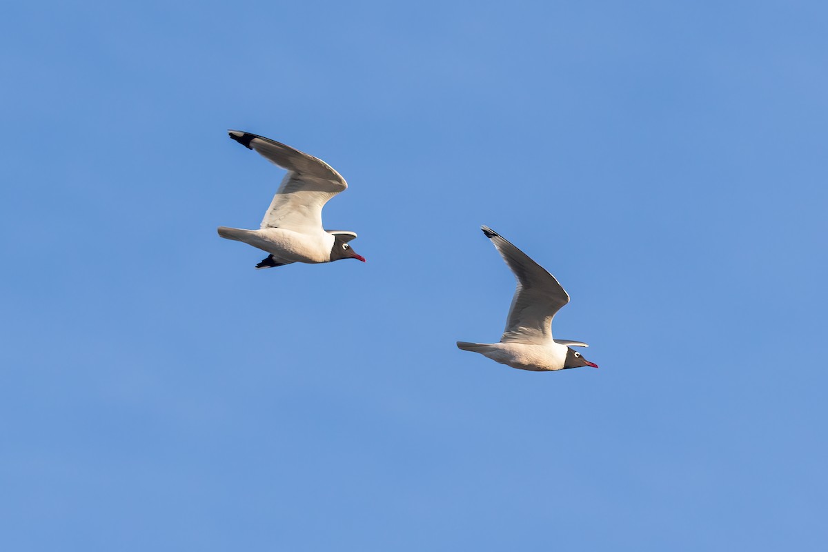 Franklin's Gull - ML620810661