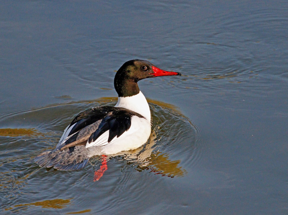 Common Merganser - ML620810664