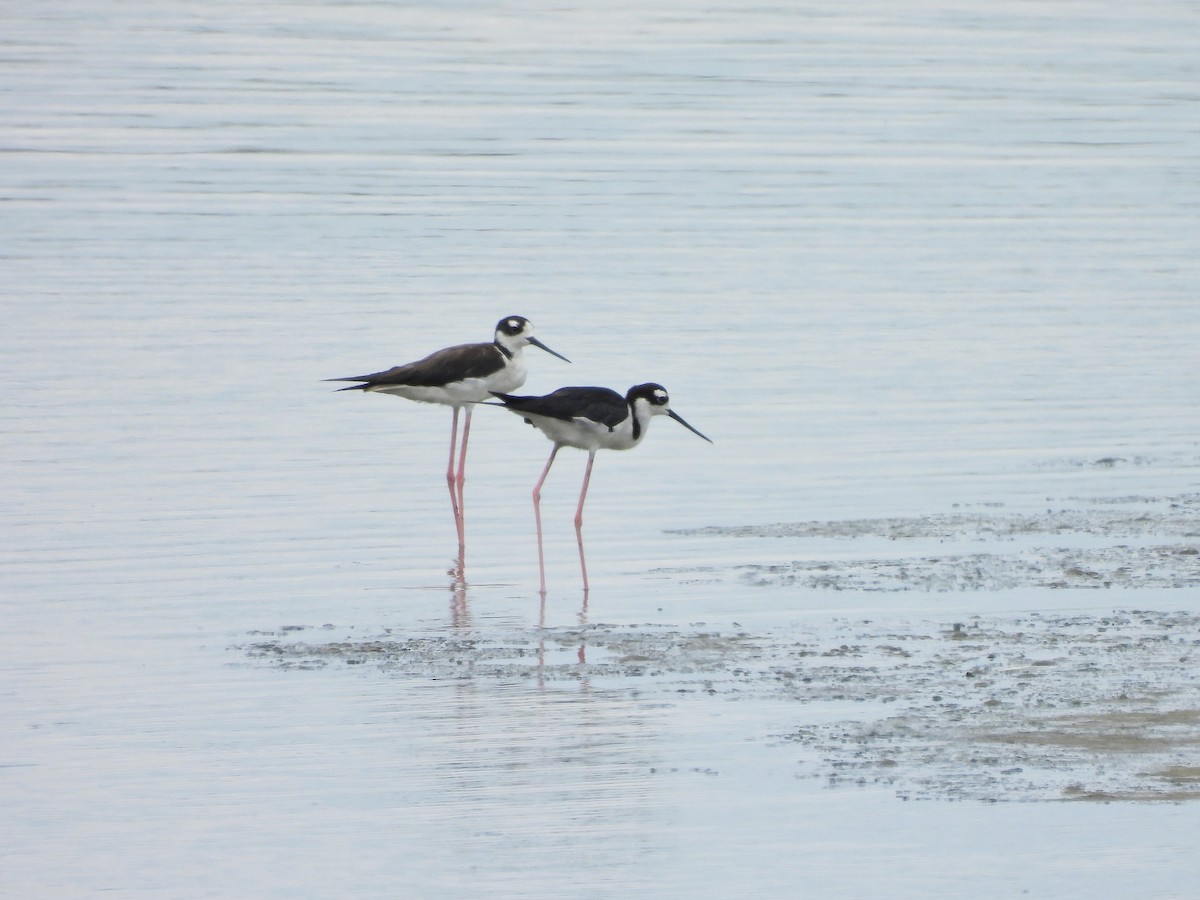 Black-necked Stilt - ML620810665