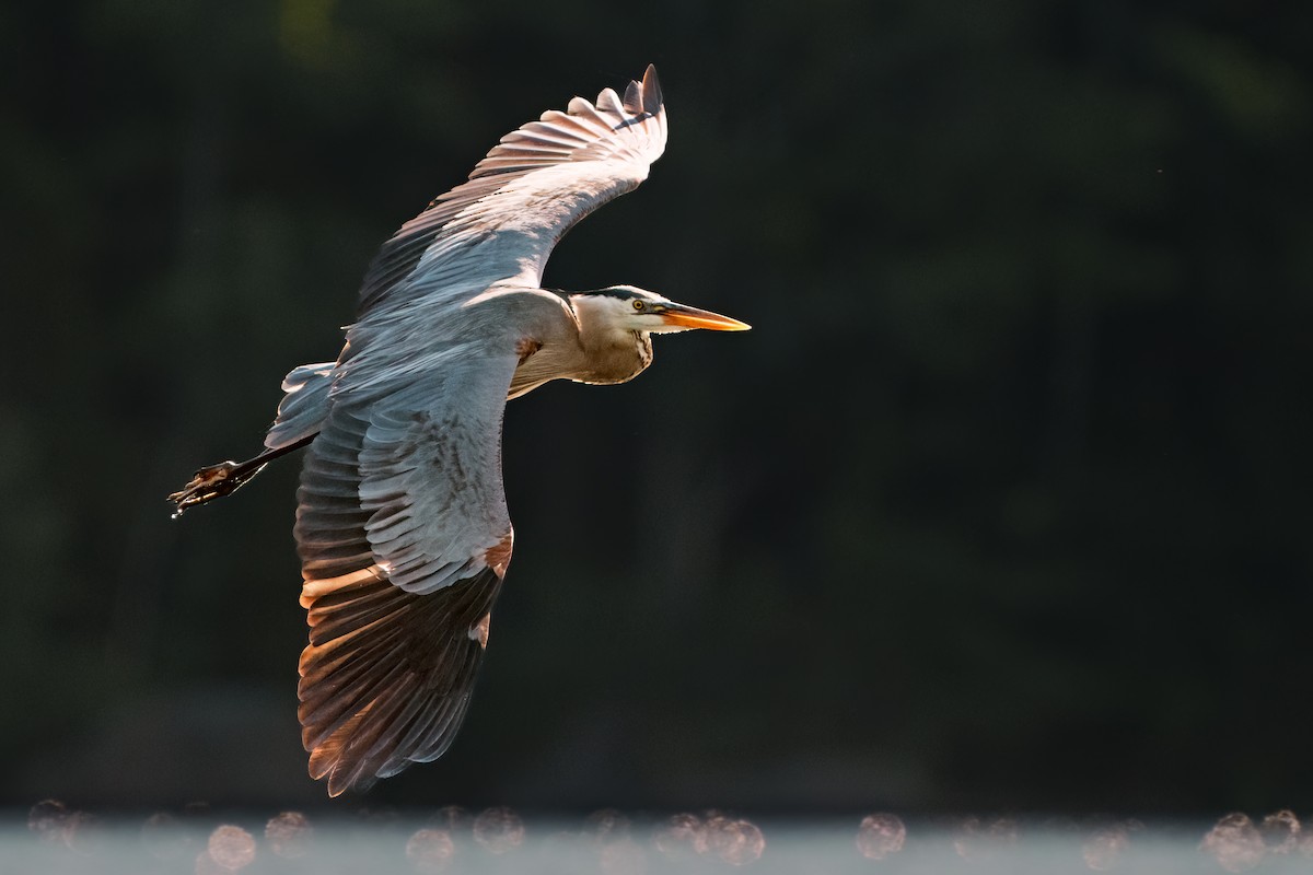 Great Blue Heron - ML620810666