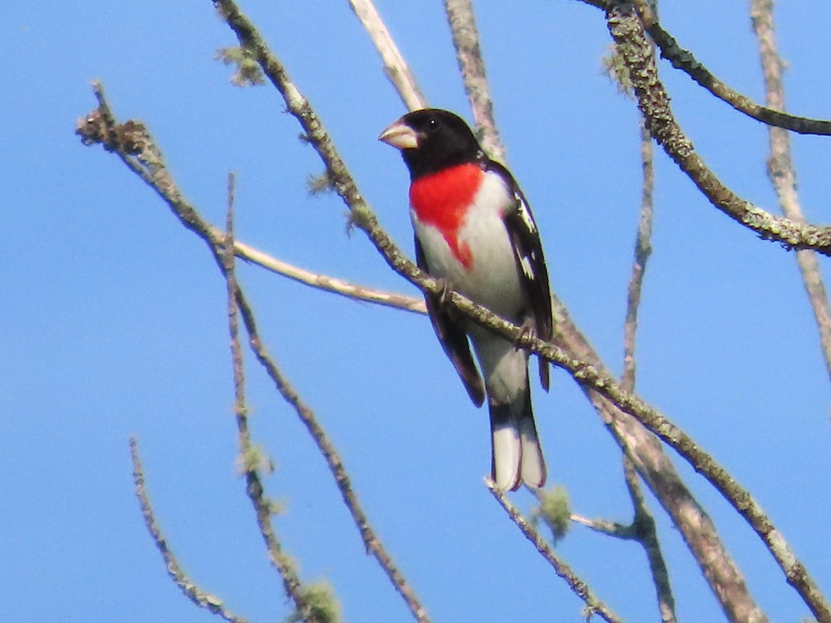 Rose-breasted Grosbeak - ML620810668