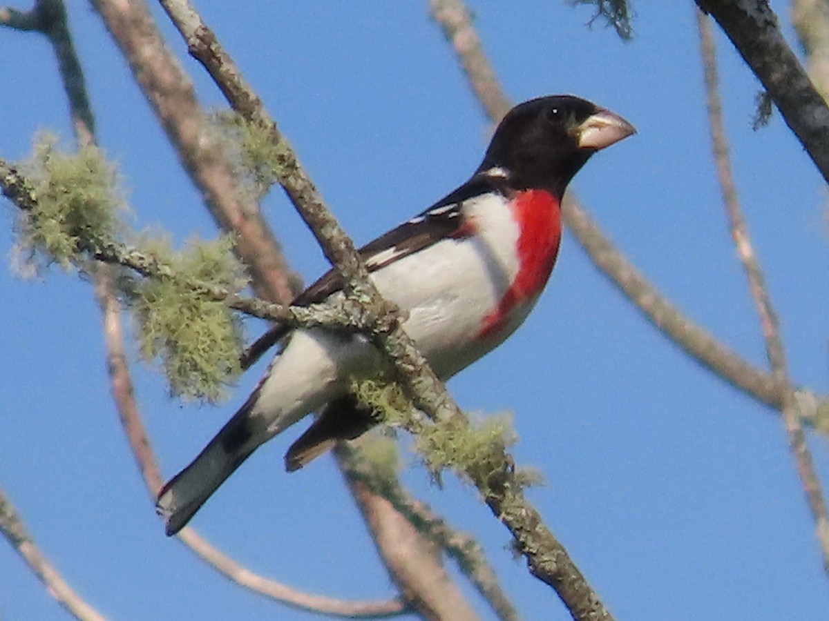 Rose-breasted Grosbeak - ML620810669