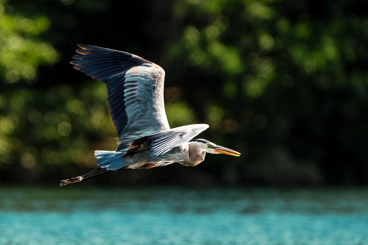 Great Blue Heron - ML620810671