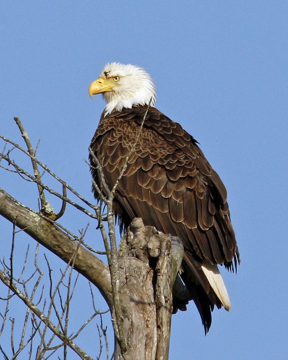 Bald Eagle - ML620810674