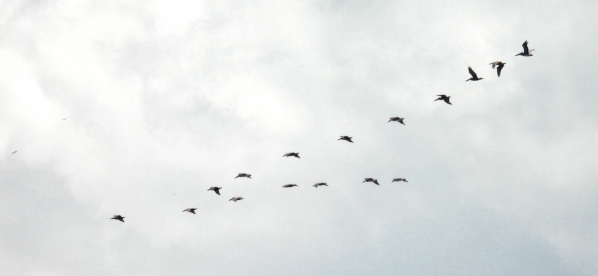 Brown Pelican - Manuel Graniel