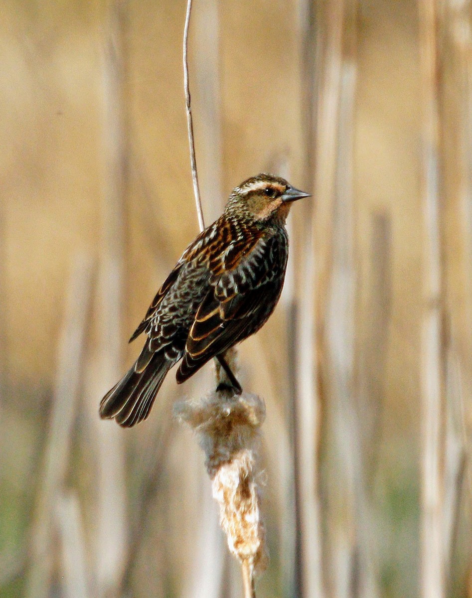 Red-winged Blackbird - Chris Boner