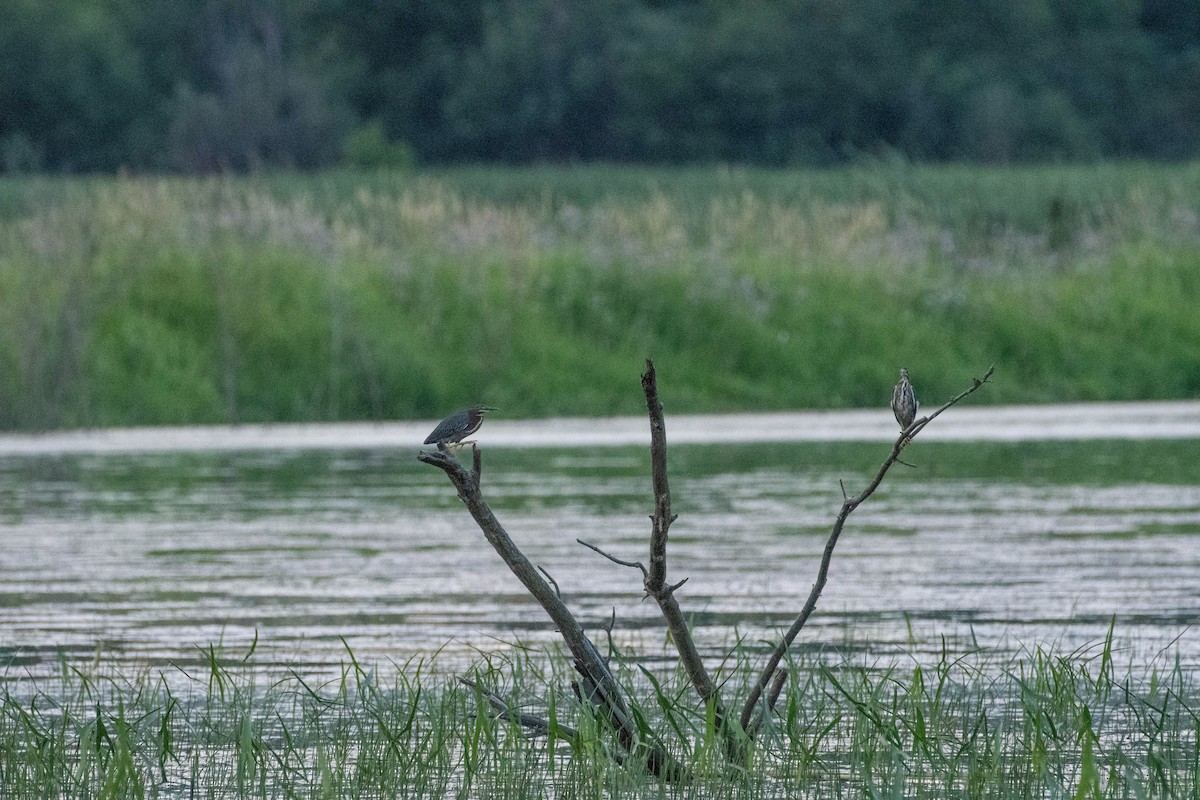 Green Heron - Mary Sturtevant