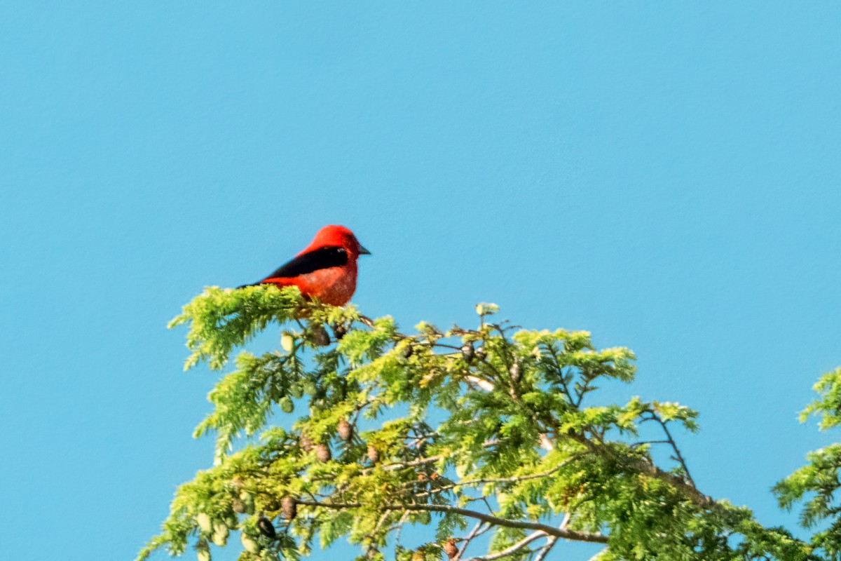 Scarlet Tanager - ML620810681