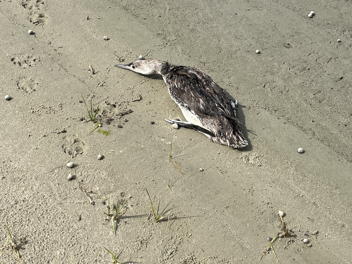 Red-throated Loon - ML620810682