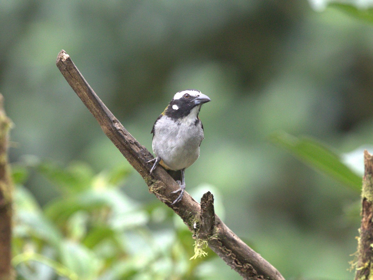 Black-winged Saltator - ML620810684