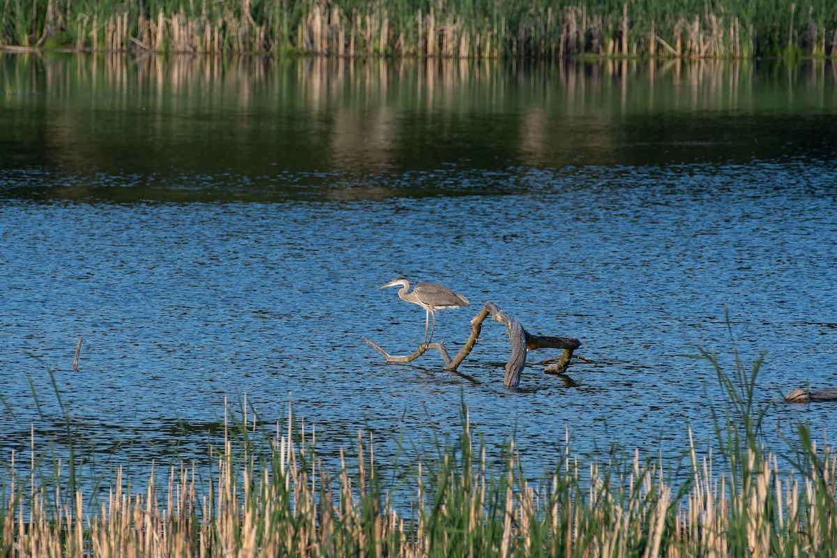 Great Blue Heron - ML620810686