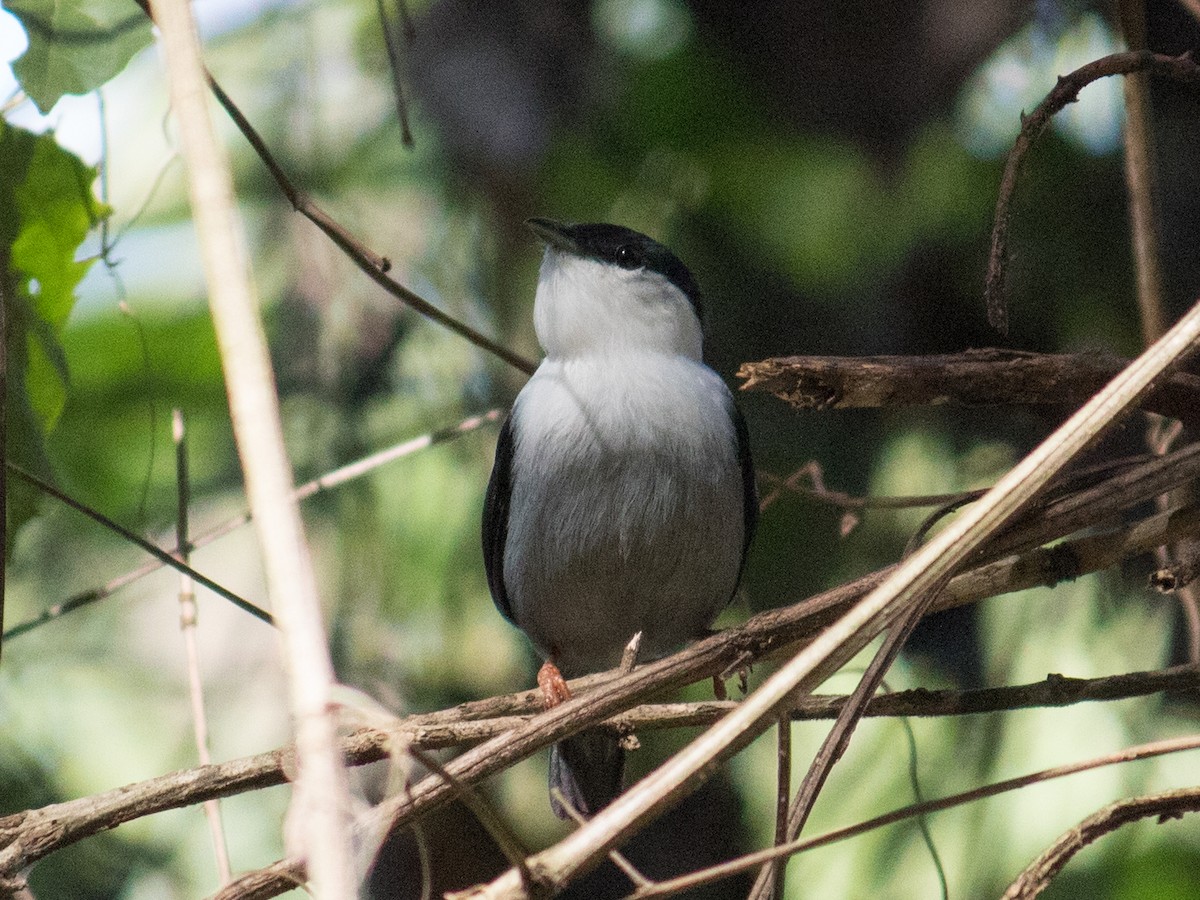 White-bearded Manakin - ML620810687