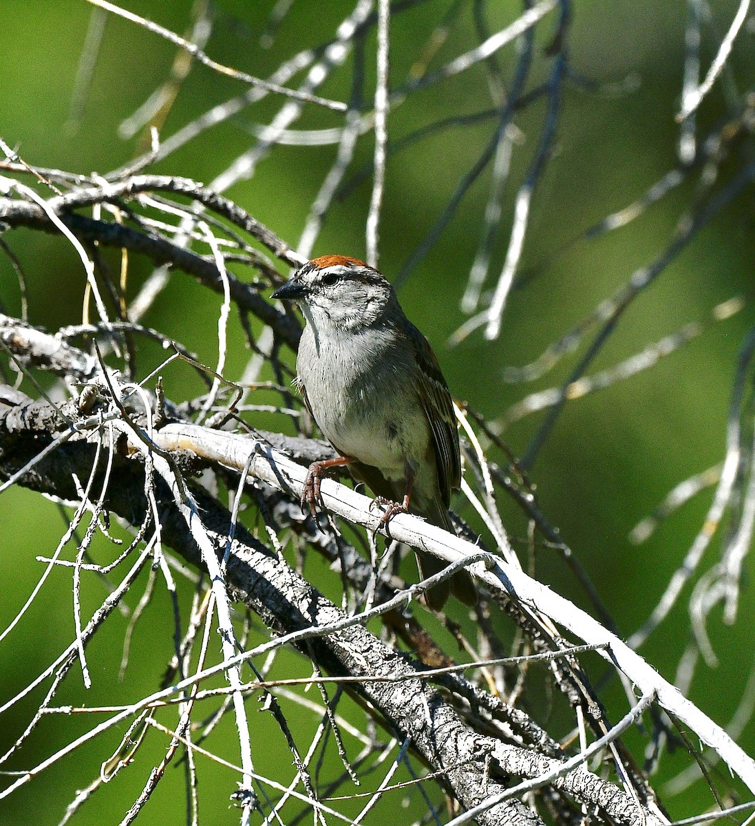 Chipping Sparrow - ML620810689