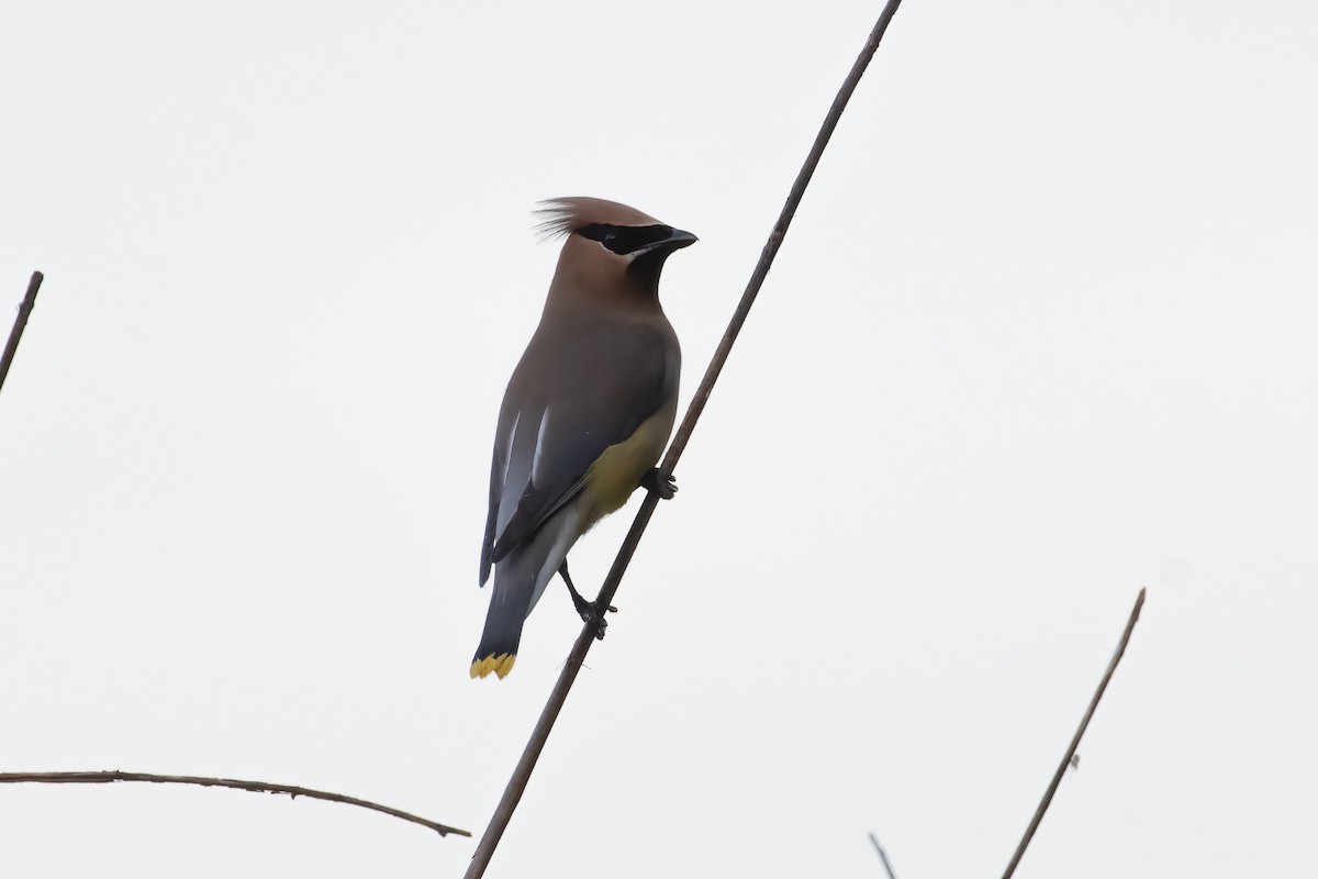 Cedar Waxwing - ML620810691